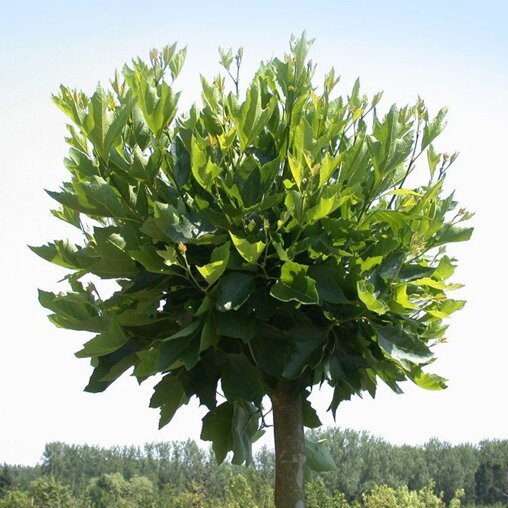 Platanus acerifolia 'Alphen's Globe'